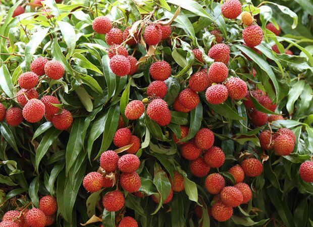 Comment Faire Pousser Un Litchi A Partir D Un Noyau Jardins Et Potagers