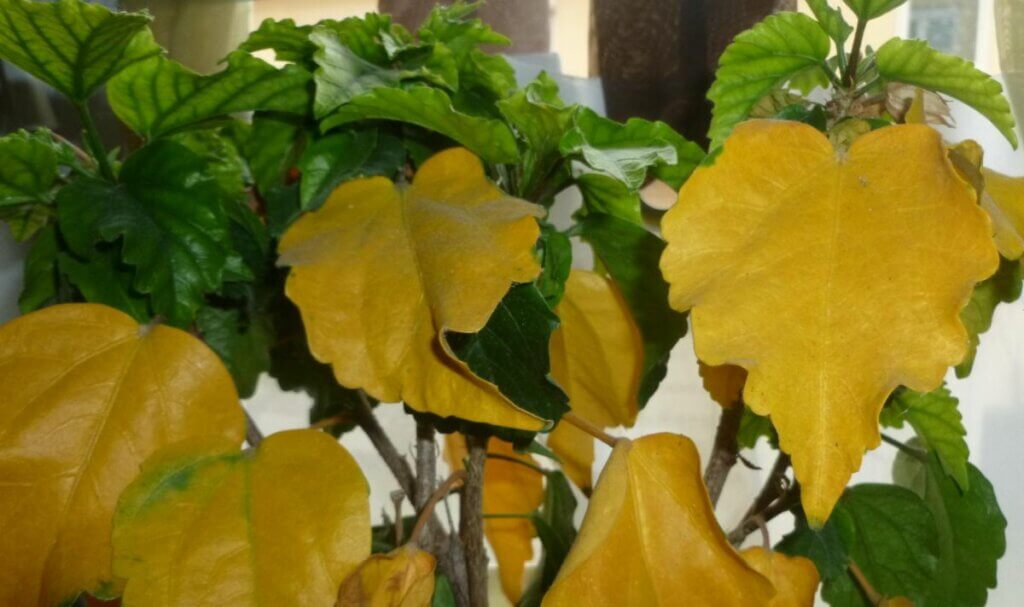 hibiscus leaves turning yellow