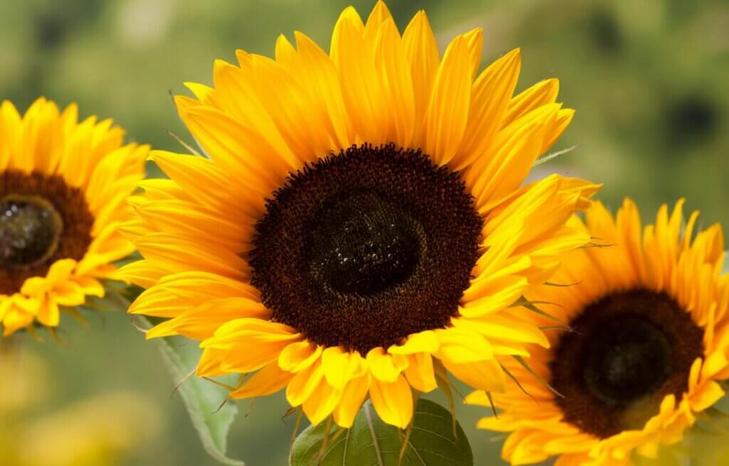 Quand planter des tournesols ?