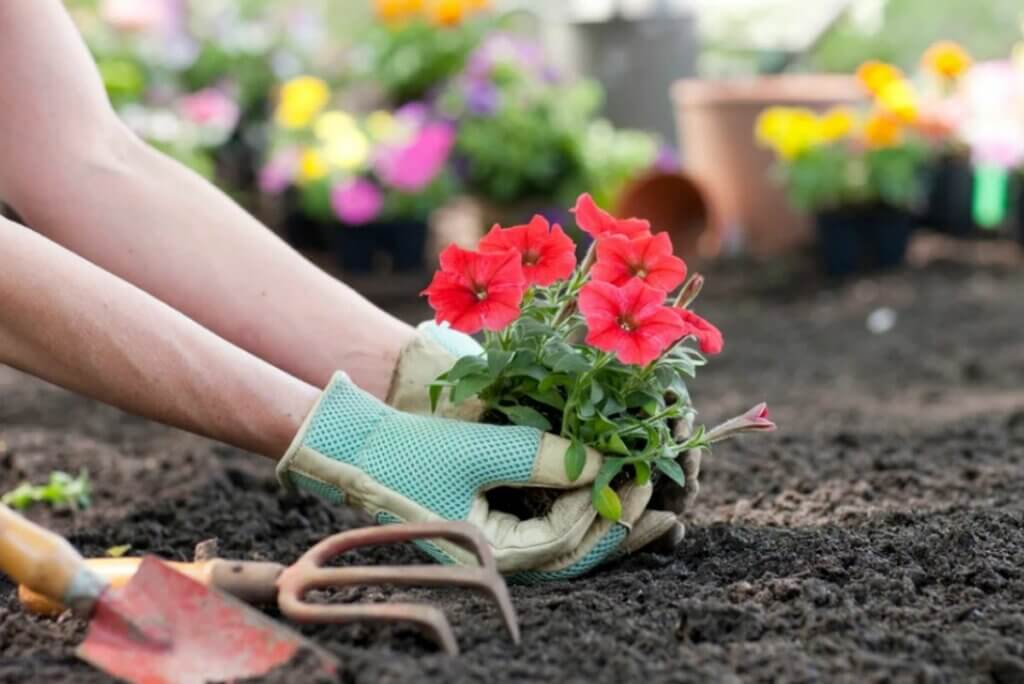 Bouturer les pétunias en août