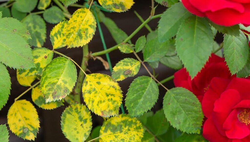 feuilles rosier qui jaunissent