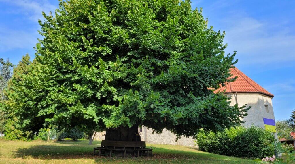 tilleul dans son jardin