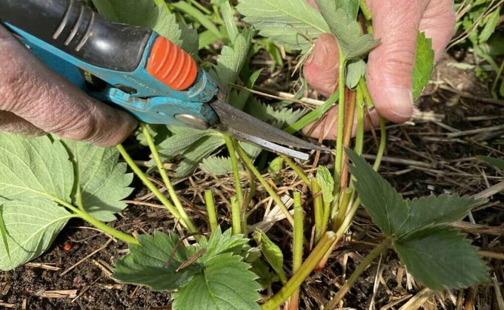 bouturer les fraisiers du jardin