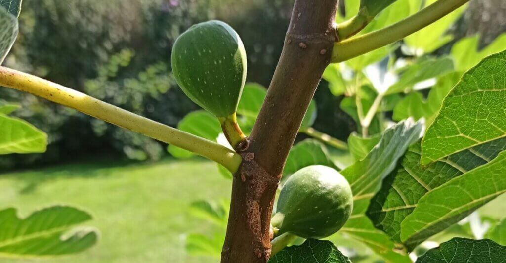 figues qui ne murissent pas jardin photo