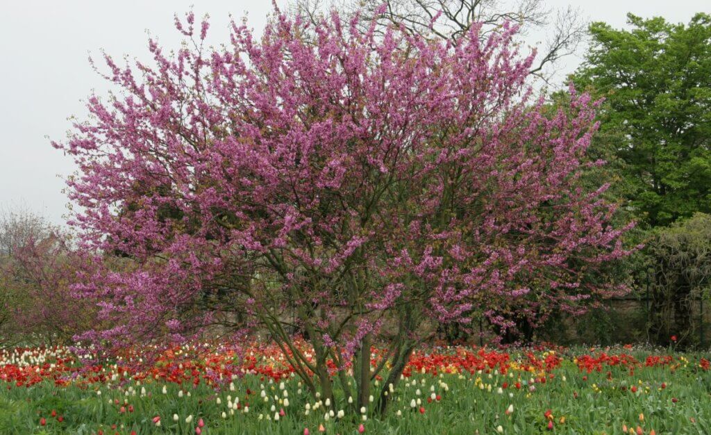 inconvénients arbre de judee