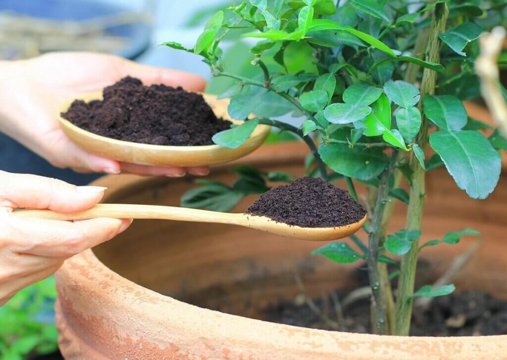 marc de café dans les plantes