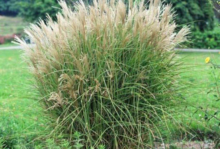 Miscanthus