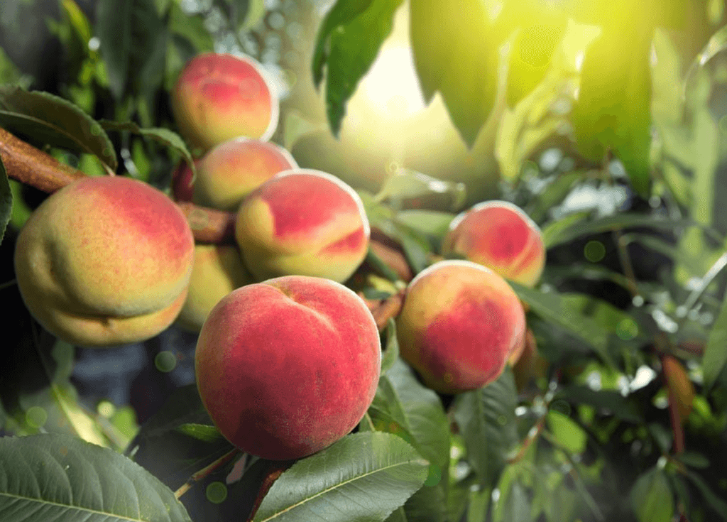 pêchers dans jardin