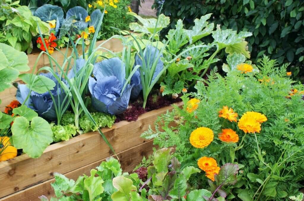 fleurs compagnes potager